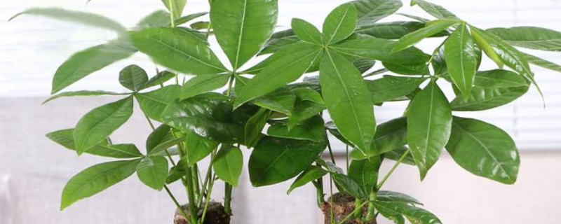 發(fā)財(cái)樹樹干變軟怎么辦