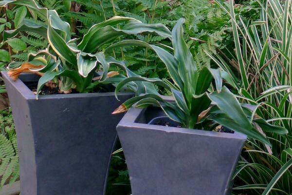 萬年青怎么養(yǎng)，萬年青養(yǎng)殖5大要點