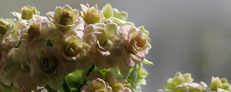 長壽花莖腐爛怎么辦