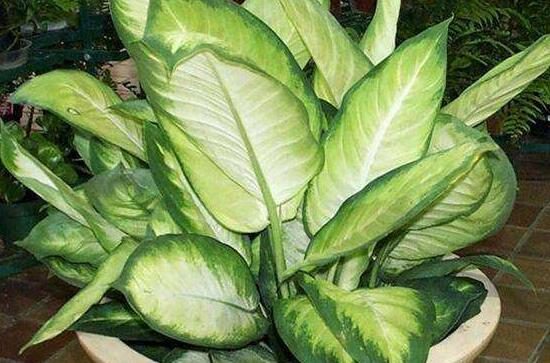 大葉萬年青有毒嗎，誤食會(huì)導(dǎo)致聲帶嘶啞、失明