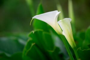 海芋花和馬蹄蓮的區(qū)別，海芋花花色單一并不豐富