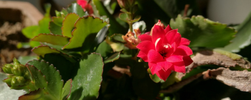 長(zhǎng)壽花冬季怎么養(yǎng)殖