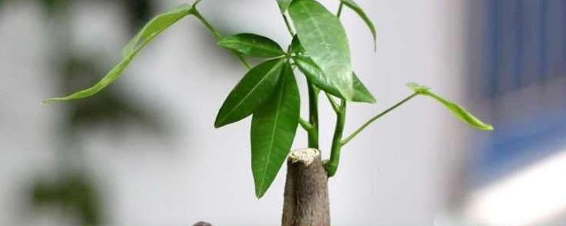 招財(cái)樹怎么養(yǎng)