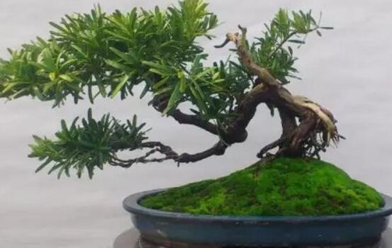 羅漢松盆景修剪技巧，教你三種修剪方法(疏剪/短剪/縮剪)