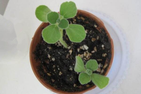 碰碰香怎么繁殖，主要通過扦插的方法進行繁殖