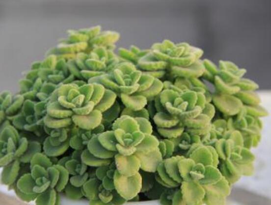 碰碰香為什么一碰就香，其原理主要為葉枕澎壓作用