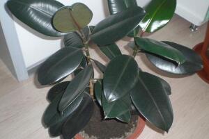 橡皮樹用什么肥料好，橡皮樹怎么養(yǎng)長得快