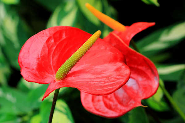 火鶴的養(yǎng)殖方法和注意事項