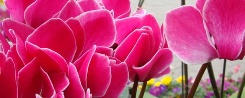 仙客來(lái)的養(yǎng)殖方法和注意事項(xiàng)