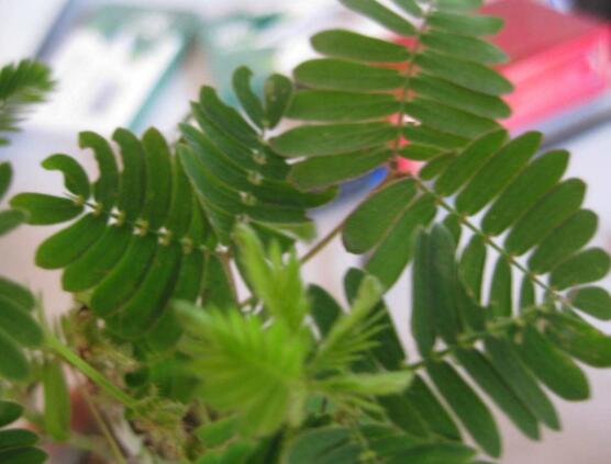 含羞草對(duì)人體有害嗎，微毒無(wú)害/美化家居、凈化空氣