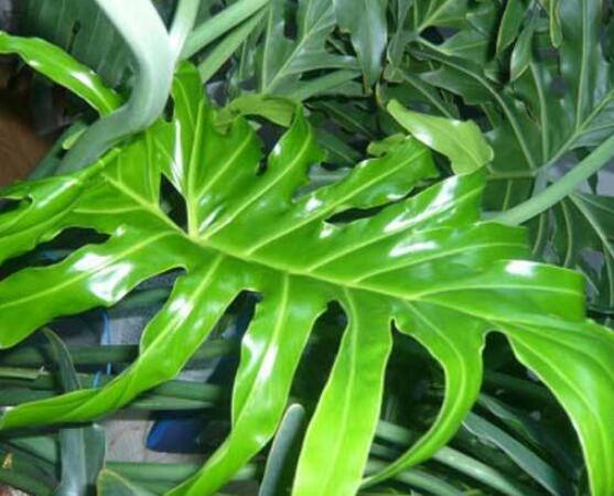 誤食龜背竹葉子怎么辦，第一時(shí)間去醫(yī)院積極治療(中毒較深)