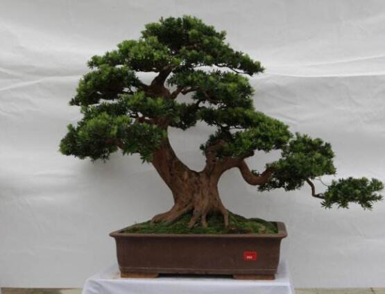 羅漢松盆景怎么養(yǎng)，老農(nóng)總結(jié)八大養(yǎng)殖方法