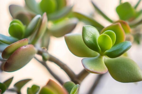 燕子掌多久澆水，不同季節(jié)澆水頻率也不同