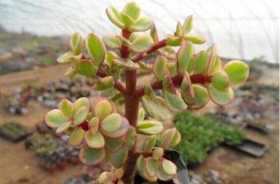 雅樂之舞的扦插技巧，老農(nóng)總結(jié)六個(gè)最簡易基本步驟