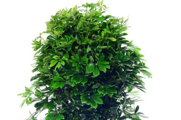 金錢樹(shù)和鴨掌木的區(qū)別