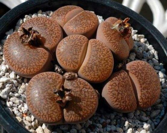 生石花夏天發(fā)皺，保持散射光環(huán)境/盆土疏松透氣