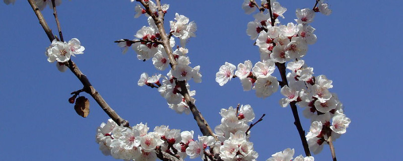 臘梅的養(yǎng)殖方法和注意事項(xiàng)