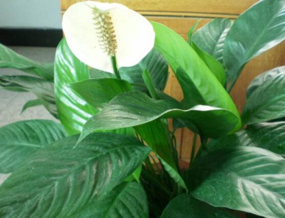 一帆風(fēng)順花蔫了怎么辦，教你四種解決辦法(花大色艷)