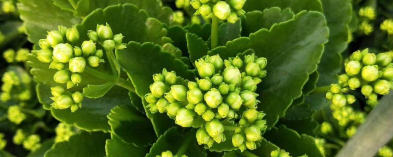 長(zhǎng)壽花冬季施什么肥