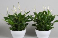 白掌和一帆風(fēng)順是一種花嗎，是同一種植物沒區(qū)別