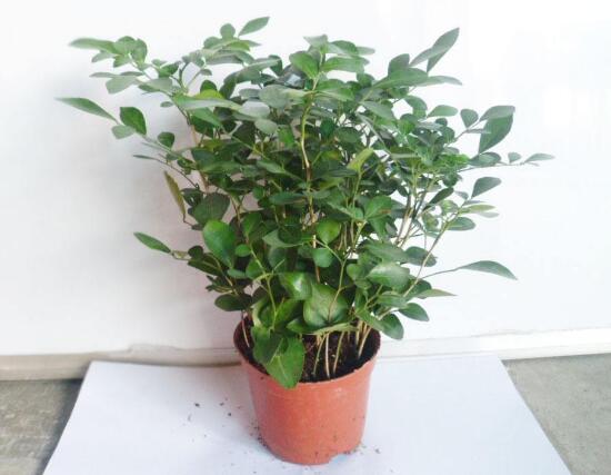 九里香怎么修剪，九里香的修剪圖解