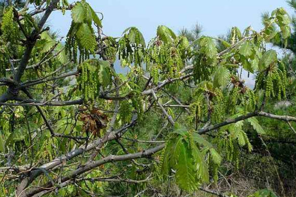 槲樹果實(shí)能吃嗎