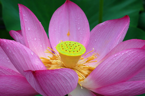 荷花養(yǎng)殖要幾個小時光照