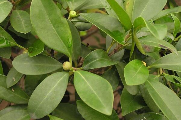 平安樹長太高怎么辦，適當(dāng)?shù)男藜艏纯? src="/nongchan/d/file/20201223/0lfvwvicnpf.jpg" / data-fECR="pQaStH"></p>
<p data-gjRB="tFjZAO">
	對(duì)于平安樹的修剪而言，一般情況下我們要給平安樹進(jìn)行抹頭修剪，將它長的過長的枝條全部剪去，這樣不僅可以提高它的觀賞價(jià)值。還可以減少平安樹養(yǎng)分的一個(gè)消耗，更有利于它的生長。</p>
<p data-vNGI="9GtHh2">
	<strong data-7YdJ="F0LHQc">摘心處理</strong></p>
<p data-Ul75="2cOKhG">
	<img alt=