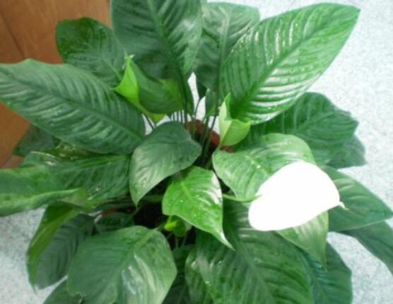 一帆風(fēng)順蔫了怎么補救，四種原因以及補救辦法