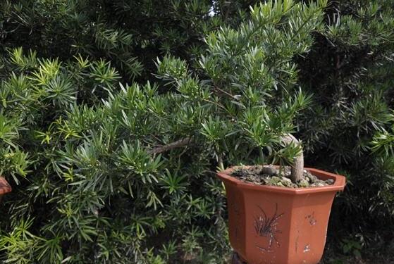 羅漢松品種，盤點羅漢松最珍貴的五大品種