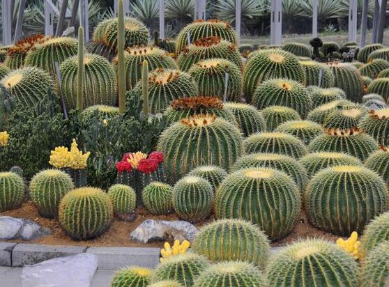 仙人掌適合在室內(nèi)養(yǎng)嗎，吸收輻射、釋放氧氣