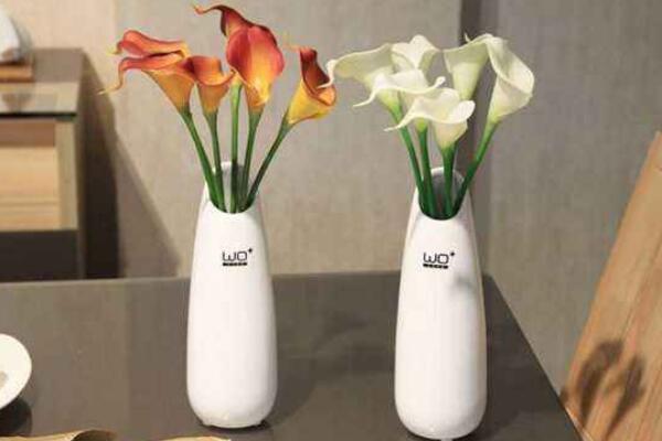 彩色馬蹄蓮為什么不能復(fù)花，復(fù)花難度大、管理方法不當(dāng)