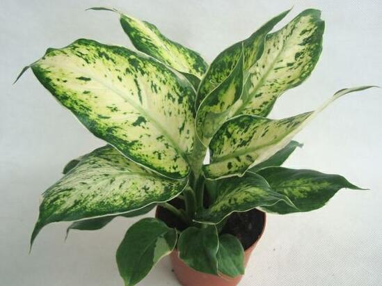 花葉萬(wàn)年青有毒嗎，花葉萬(wàn)年青能放室內(nèi)嗎