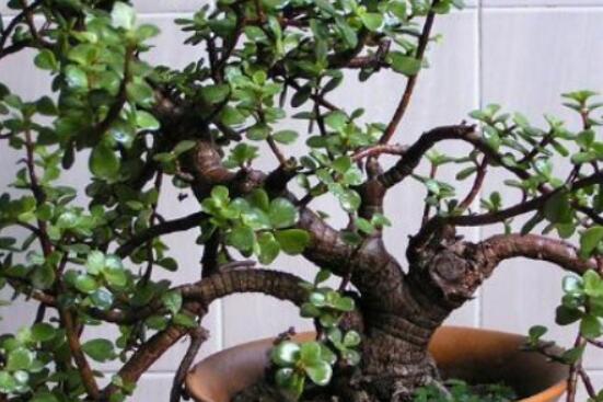 燕子掌和玉樹哪個有毒，玉樹汁液有毒/燕子掌無毒現(xiàn)象