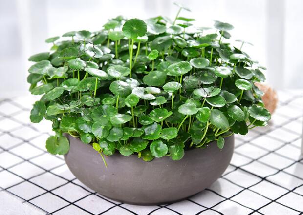 銅錢草怎么剪枝水培，剪成一根勤換水