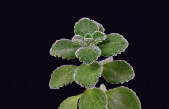 碰碰香放臥室可以嗎，可以/醒腦提神、凈化空氣、驅(qū)趕蚊蟲