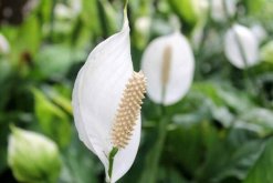 一帆風(fēng)順花的寓意，一帆風(fēng)順就是它的寓意