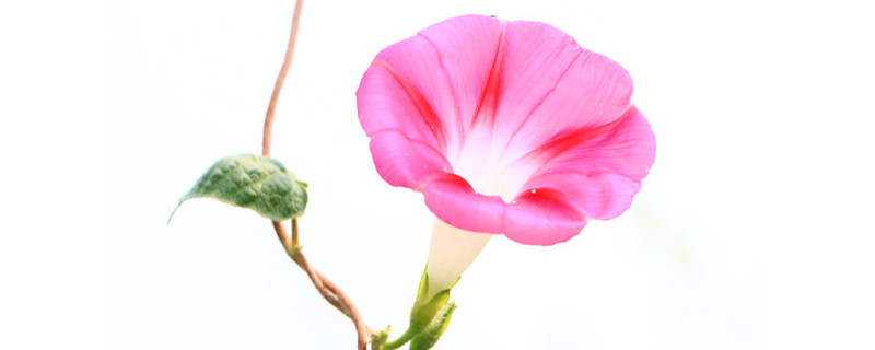 牽?；ㄔ趺答B(yǎng)家庭養(yǎng)法