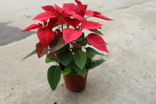 一品紅葉子下垂怎么辦，4種方法解決葉子下垂問(wèn)題