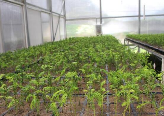 紅豆杉扦插繁殖方法，做好這五大方法便可生根發(fā)芽