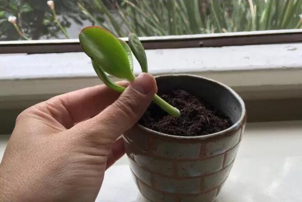 玉樹的繁殖方法，介紹葉插和枝插兩種繁殖方法