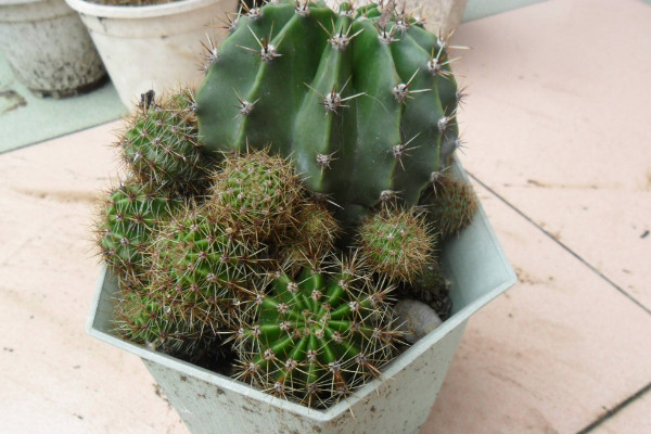 仙人球根部腐爛怎么辦，修剪處理后重新栽植