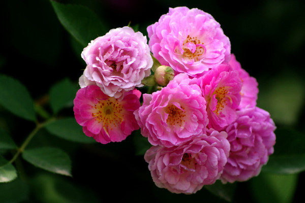 薔薇花春天開(kāi)還是夏天開(kāi)