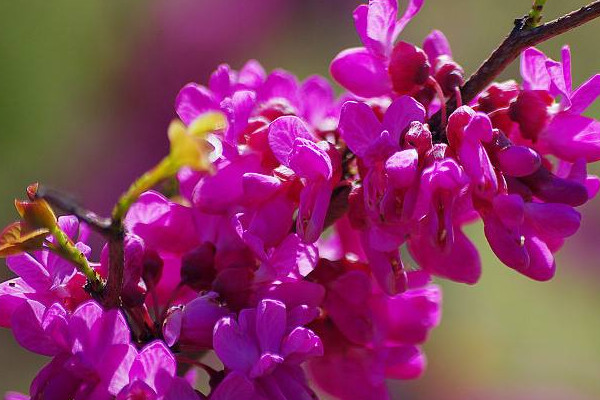 紫荊花一年開(kāi)幾次