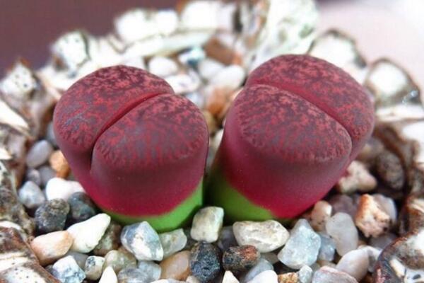 生石花如何移栽，5步即可完成生石花的移栽