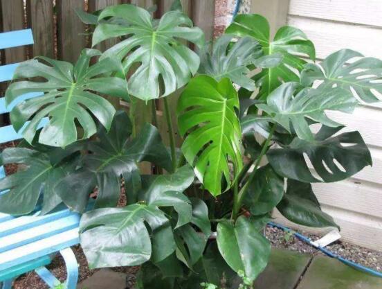 龜背竹好養(yǎng)嗎，老農(nóng)總結(jié)最好養(yǎng)的六點(diǎn)基本方法