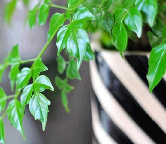 幸福樹種子怎么種，教你六大簡單步驟即可學(xué)會