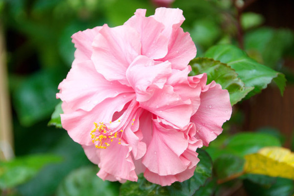 芙蓉花為什么長(zhǎng)的細(xì)高