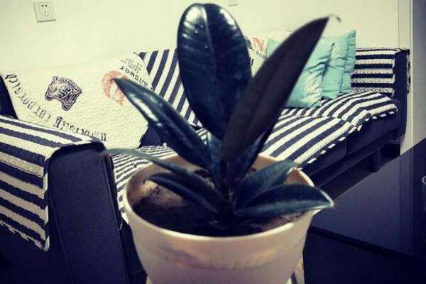 橡皮樹寓意是什么，招財旺運、吉祥如意