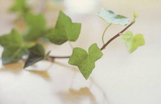 好看的常春藤盆景圖片欣賞，綠化環(huán)境、春天長駐